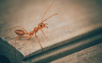 Die Fabel von der fleißigen Ameise